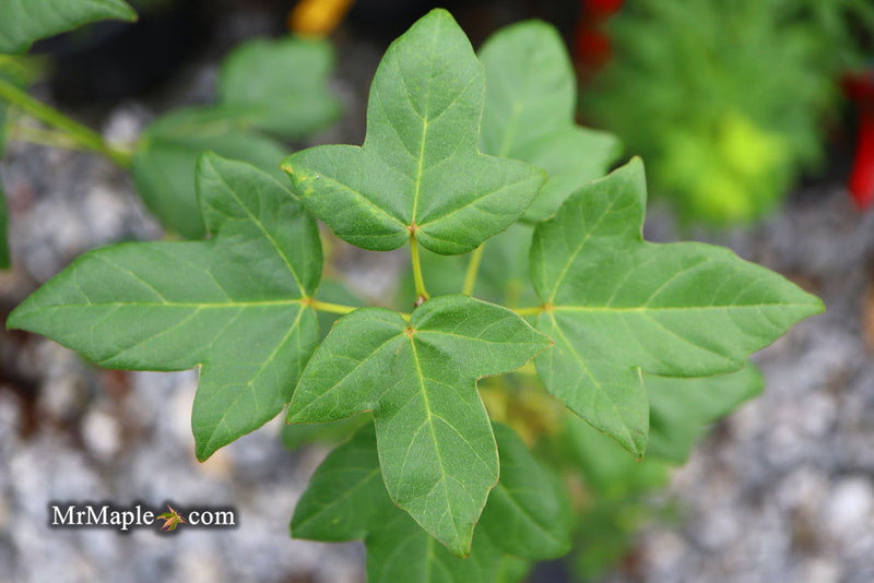 - Acer buergerianum 'Miyasama yatsubusa' Dwarf Trident Maple - Mr Maple │ Buy Japanese Maple Trees