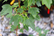 - Acer buergerianum 'Miyasama yatsubusa' Dwarf Trident Maple - Mr Maple │ Buy Japanese Maple Trees