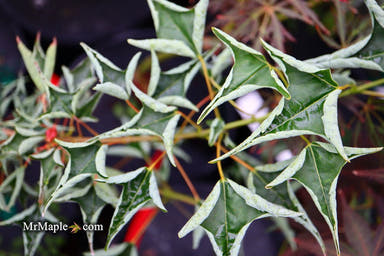 - Acer buergerianum 'Naruto' Tancho Kaede Trident Maple - Mr Maple │ Buy Japanese Maple Trees