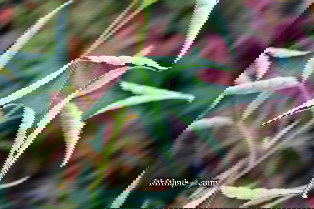 Buy Acer buergerianum 'Naruto' Tancho Kaede Trident Maple — Mr