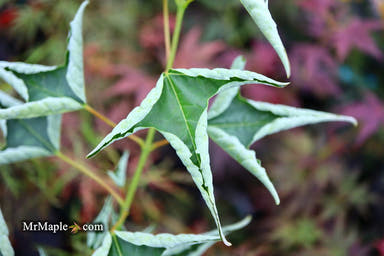 - Acer buergerianum 'Naruto' Tancho Kaede Trident Maple - Mr Maple │ Buy Japanese Maple Trees