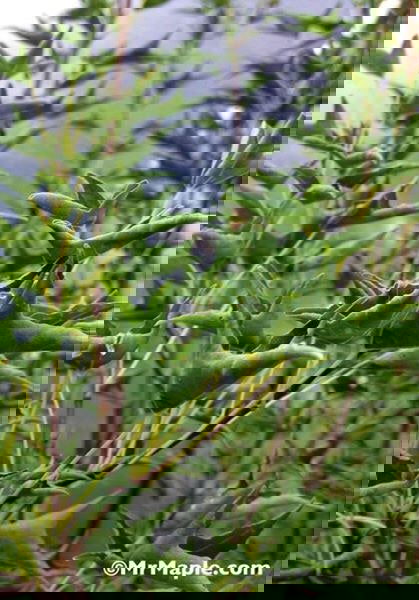 - Acer buergerianum 'Naruto' Tancho Kaede Trident Maple - Mr Maple │ Buy Japanese Maple Trees