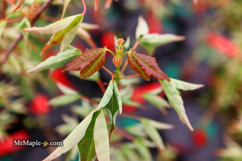 - Acer buergerianum 'Naruto' Tancho Kaede Trident Maple - Mr Maple │ Buy Japanese Maple Trees