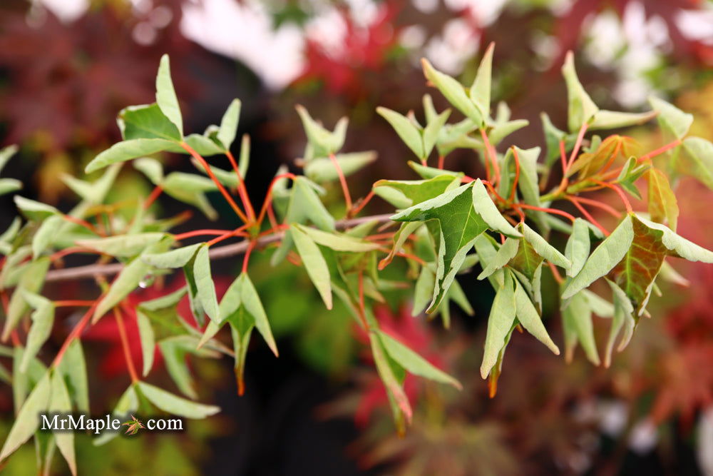Buy Acer buergerianum 'Naruto' Tancho Kaede Trident Maple — Mr Maple ...