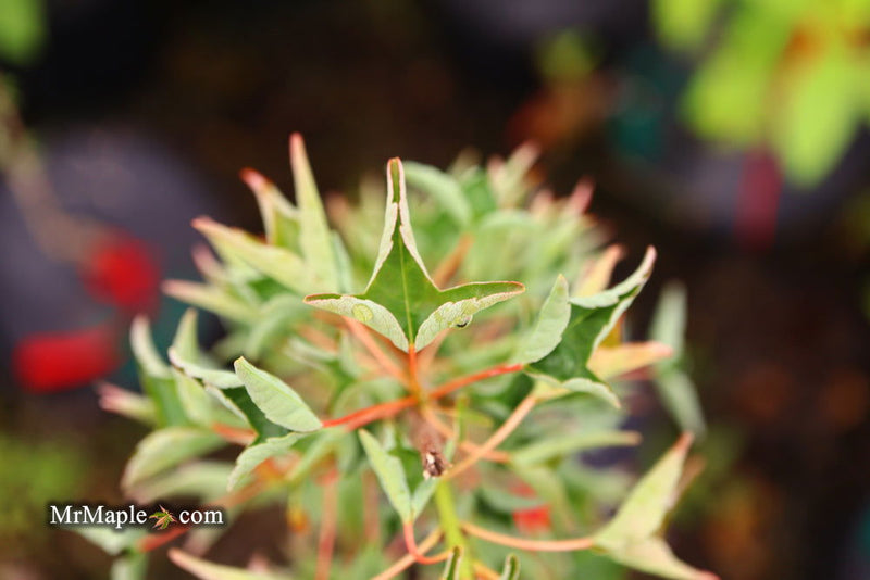 - Acer buergerianum 'Naruto' Tancho Kaede Trident Maple - Mr Maple │ Buy Japanese Maple Trees