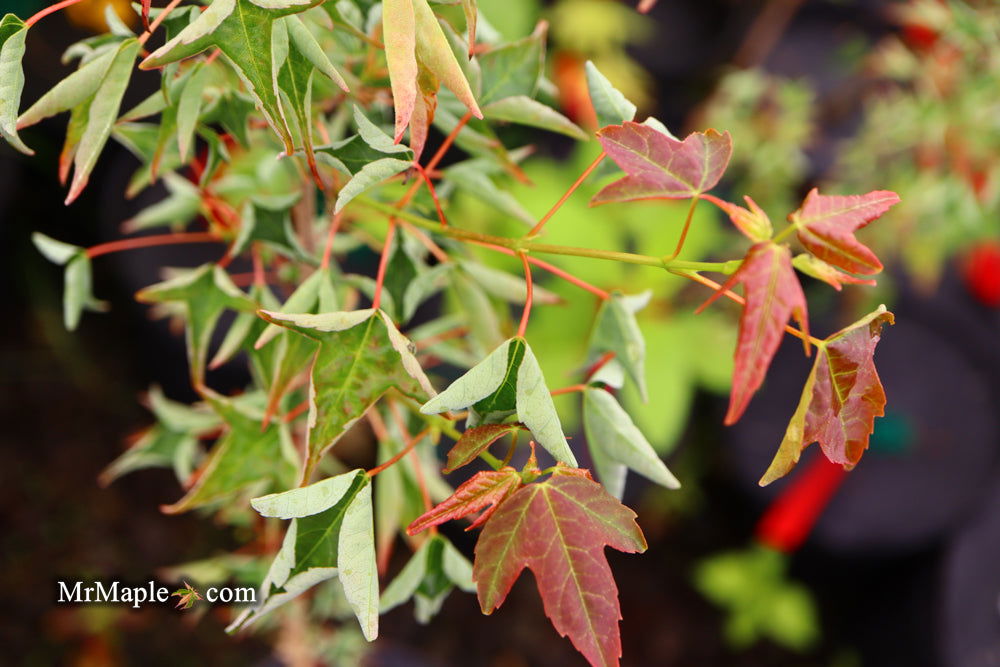 Buy Acer buergerianum 'Naruto' Tancho Kaede Trident Maple — Mr Maple ...