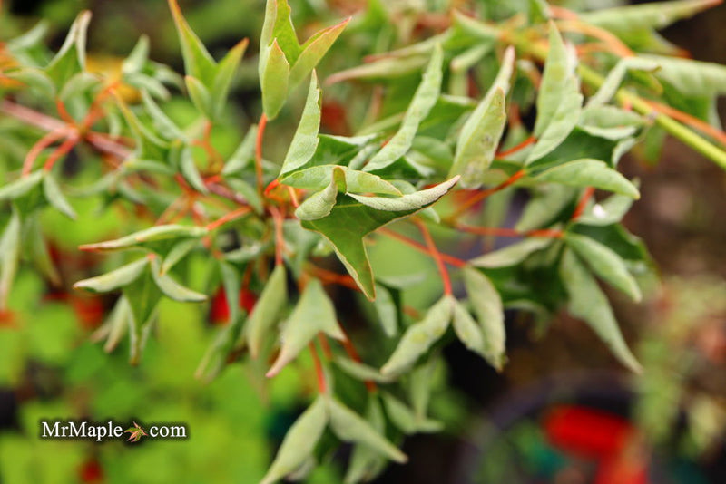 - Acer buergerianum 'Naruto' Tancho Kaede Trident Maple - Mr Maple │ Buy Japanese Maple Trees