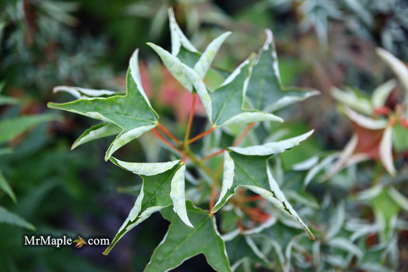 - Acer buergerianum 'Naruto' Tancho Kaede Trident Maple - Mr Maple │ Buy Japanese Maple Trees