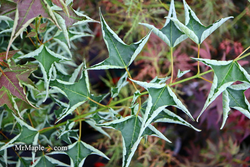 - Acer buergerianum 'Naruto' Tancho Kaede Trident Maple - Mr Maple │ Buy Japanese Maple Trees