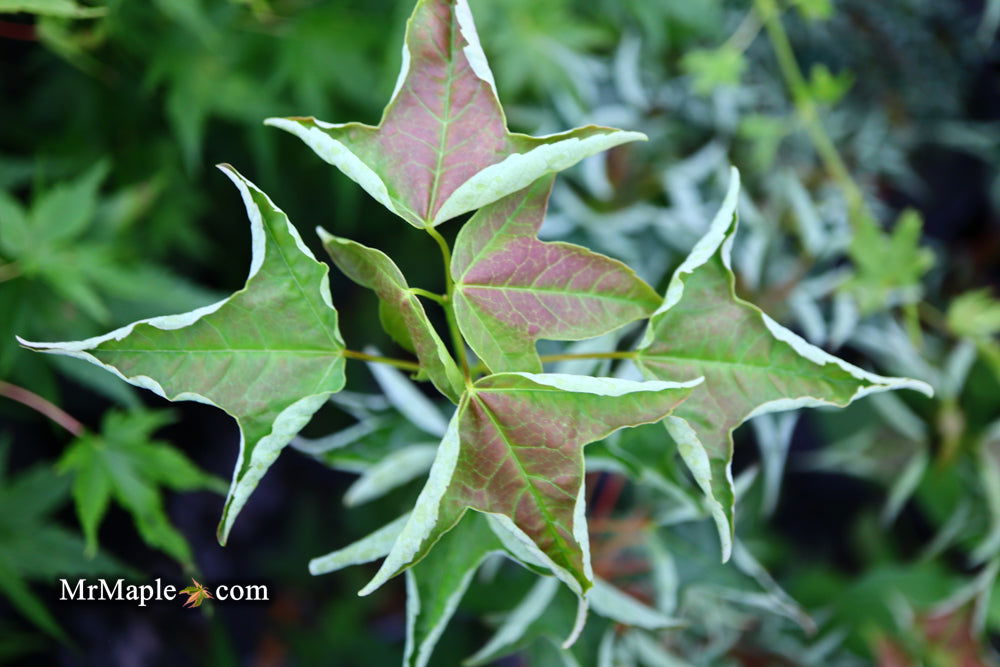 Buy Acer buergerianum 'Naruto' Tancho Kaede Trident Maple — Mr Maple ...
