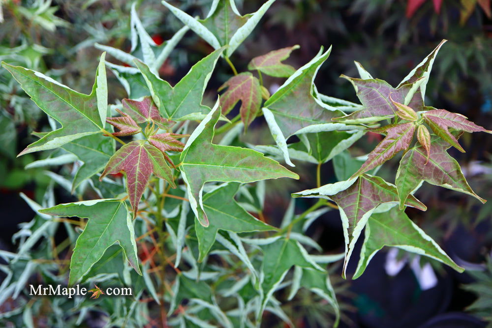 Buy Acer buergerianum 'Naruto' Tancho Kaede Trident Maple — Mr Maple ...