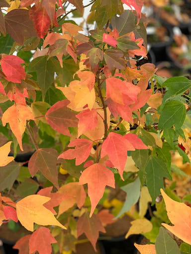 - Acer buergerianum 'Nokoribo' Trident Maple - Mr Maple │ Buy Japanese Maple Trees