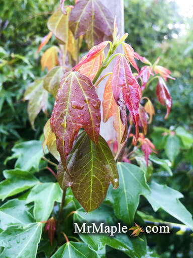 - Acer buergerianum 'Nokoribo' Trident Maple - Mr Maple │ Buy Japanese Maple Trees