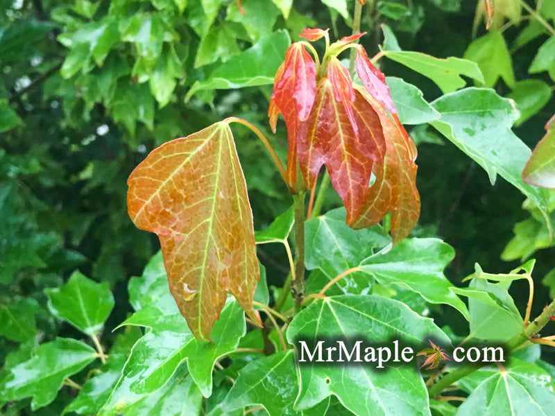 - Acer buergerianum 'Nokoribo' Trident Maple - Mr Maple │ Buy Japanese Maple Trees