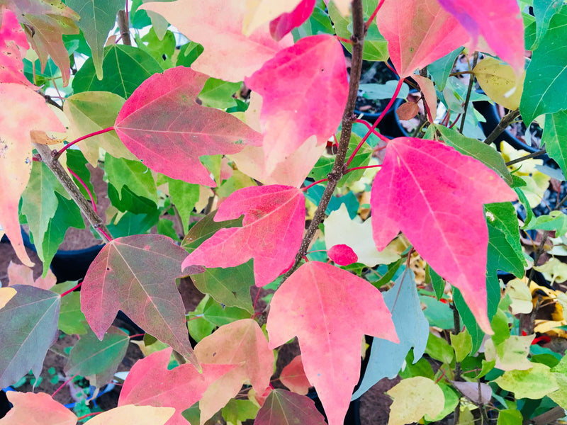 - Acer buergerianum 'Nokoribo' Trident Maple - Mr Maple │ Buy Japanese Maple Trees