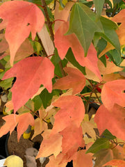 - Acer buergerianum 'Nokoribo' Trident Maple - Mr Maple │ Buy Japanese Maple Trees