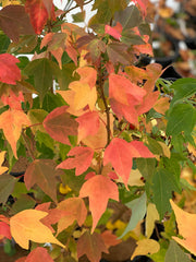 - Acer buergerianum 'Nokoribo' Trident Maple - Mr Maple │ Buy Japanese Maple Trees