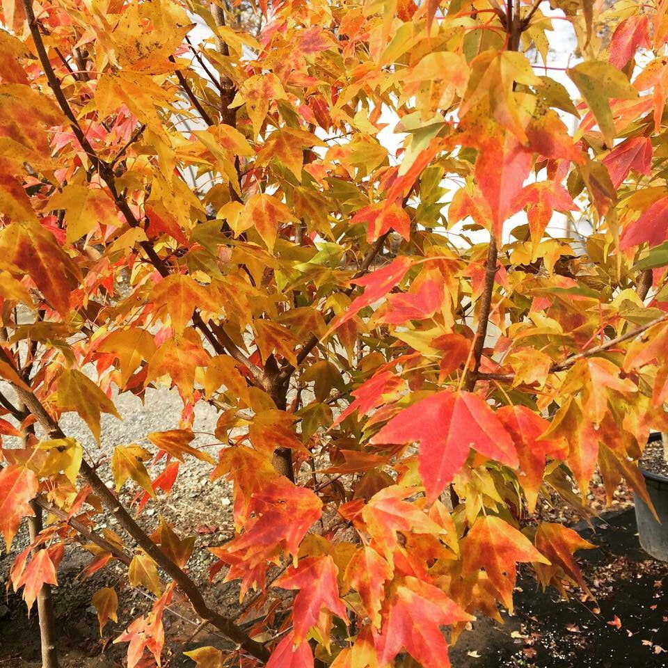 Buy Acer buergerianum 'Shirley Debacq' Narrow Growing Trident