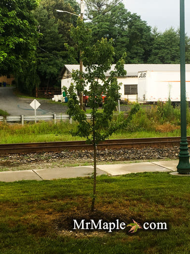 - Acer buergerianum 'Shirley Debacq' Narrow Growing Trident Maple - Mr Maple │ Buy Japanese Maple Trees