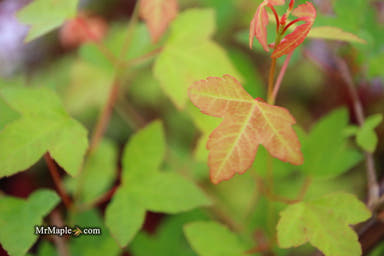 - Acer buergerianum 'Sliding Rock' Japanese Maple - Mr Maple │ Buy Japanese Maple Trees