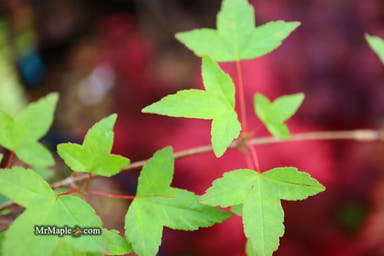 - Acer buergerianum 'Sliding Rock' Japanese Maple - Mr Maple │ Buy Japanese Maple Trees
