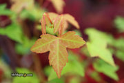- Acer buergerianum 'Sliding Rock' Japanese Maple - Mr Maple │ Buy Japanese Maple Trees