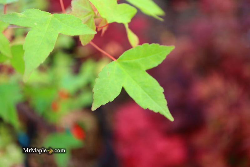 - Acer buergerianum 'Sliding Rock' Japanese Maple - Mr Maple │ Buy Japanese Maple Trees
