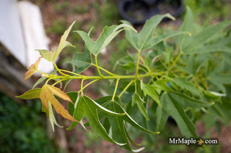 - Acer buergerianum 'Sunshine' Golden Trident Maple - Mr Maple │ Buy Japanese Maple Trees