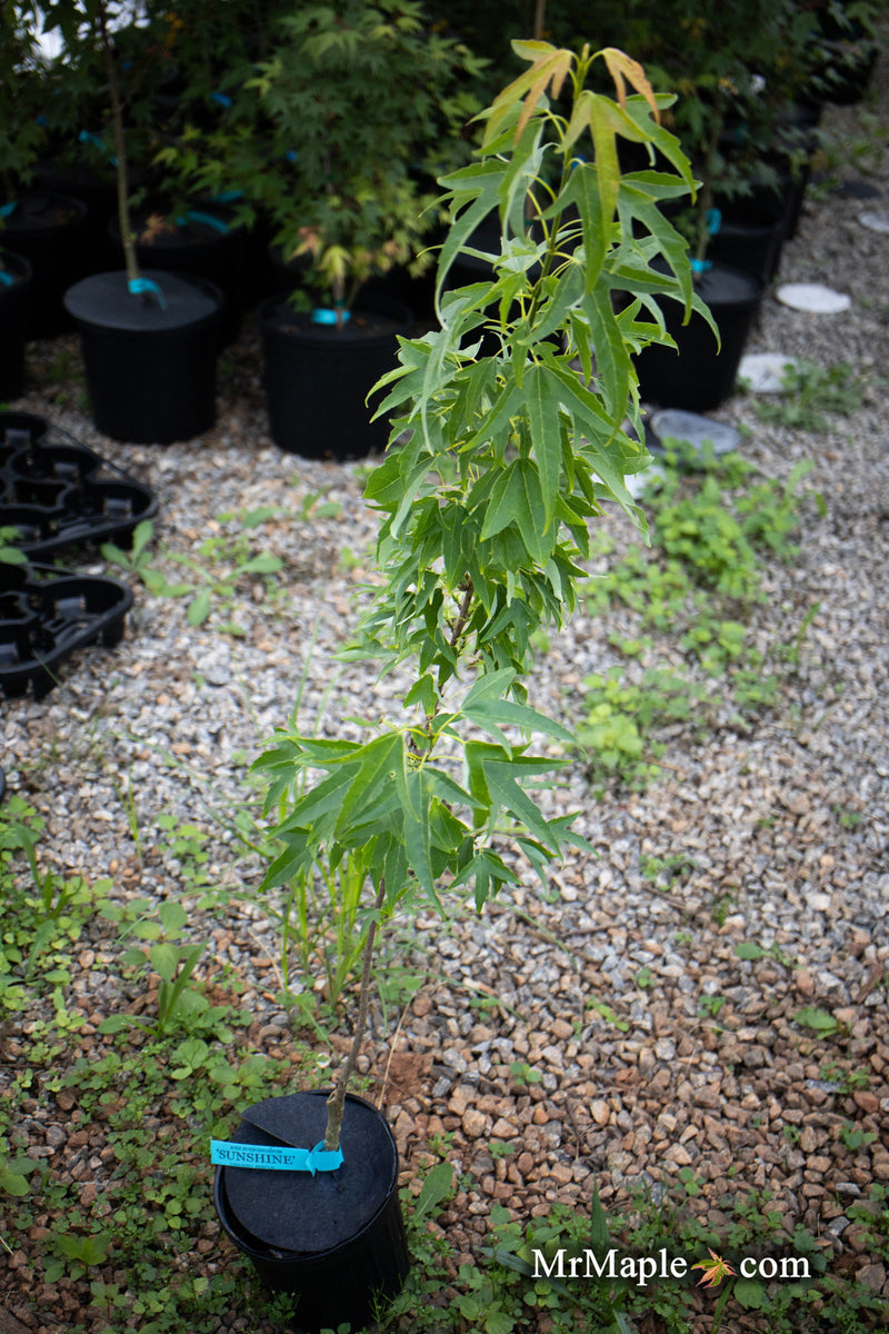 - Acer buergerianum 'Sunshine' Golden Trident Maple - Mr Maple │ Buy Japanese Maple Trees