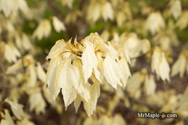 - Acer buergerianum 'Wako nishiki' Variegated Trident Maple - Mr Maple │ Buy Japanese Maple Trees