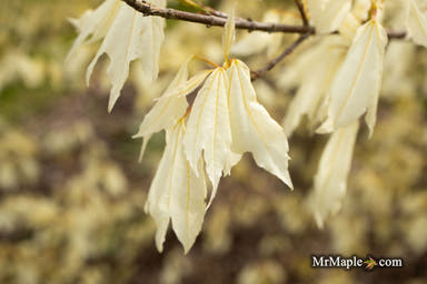 - Acer buergerianum 'Wako nishiki' Variegated Trident Maple - Mr Maple │ Buy Japanese Maple Trees