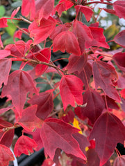 - Acer buergerianum 'Wako nishiki' Variegated Trident Maple - Mr Maple │ Buy Japanese Maple Trees