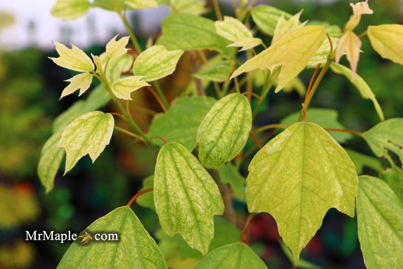 - Acer buergerianum 'Wako nishiki' Variegated Trident Maple - Mr Maple │ Buy Japanese Maple Trees