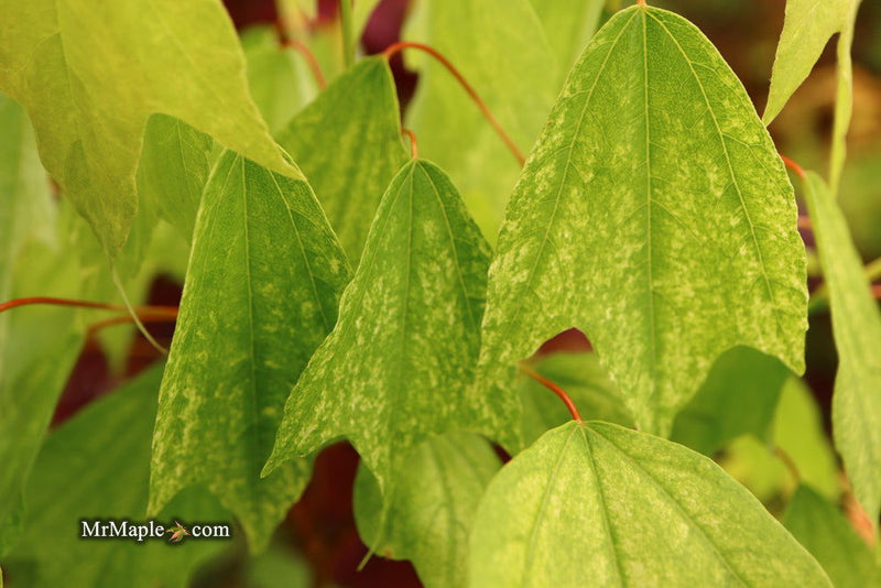 - Acer buergerianum 'Wako nishiki' Variegated Trident Maple - Mr Maple │ Buy Japanese Maple Trees