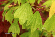 - Acer buergerianum 'Wako nishiki' Variegated Trident Maple - Mr Maple │ Buy Japanese Maple Trees