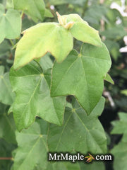 - Acer buergerianum ssp formosanum Taiwanese Trident Maple - Mr Maple │ Buy Japanese Maple Trees