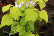 - Acer buergerianum ssp formosanum Taiwanese Trident Maple - Mr Maple │ Buy Japanese Maple Trees
