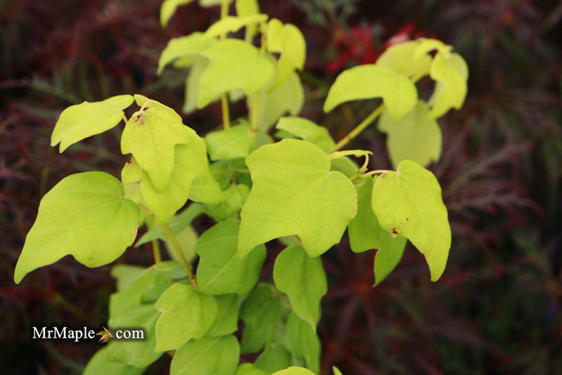 - Acer buergerianum ssp formosanum Taiwanese Trident Maple - Mr Maple │ Buy Japanese Maple Trees