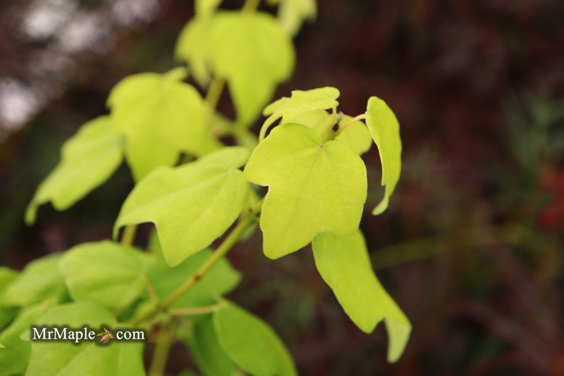- Acer buergerianum ssp formosanum Taiwanese Trident Maple - Mr Maple │ Buy Japanese Maple Trees