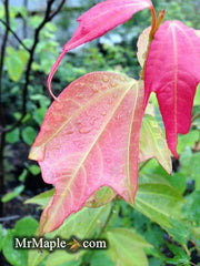 - Acer calcaratum Rare Chinese Maple - Mr Maple │ Buy Japanese Maple Trees