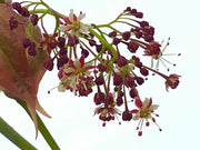 - Acer calcaratum Rare Chinese Maple - Mr Maple │ Buy Japanese Maple Trees