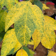 - Acer calcaratum Rare Chinese Maple - Mr Maple │ Buy Japanese Maple Trees