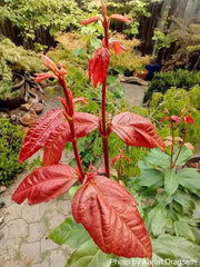 - Acer calcaratum Rare Chinese Maple - Mr Maple │ Buy Japanese Maple Trees