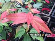 - Acer calcaratum Rare Chinese Maple - Mr Maple │ Buy Japanese Maple Trees
