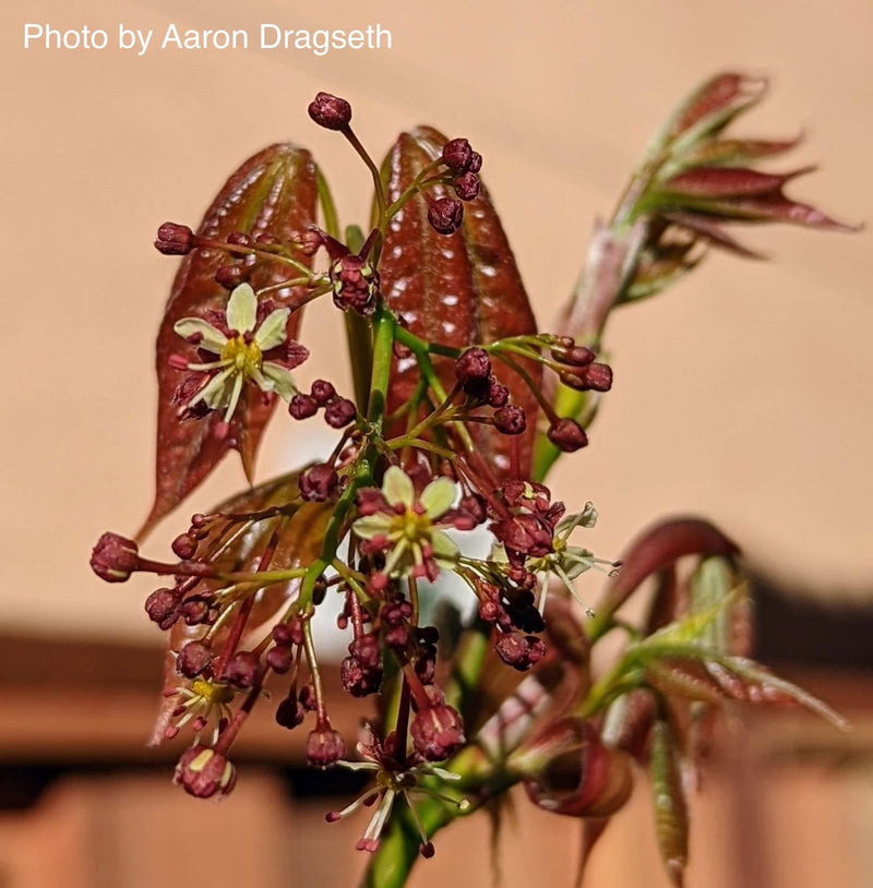 - Acer calcaratum Rare Chinese Maple - Mr Maple │ Buy Japanese Maple Trees