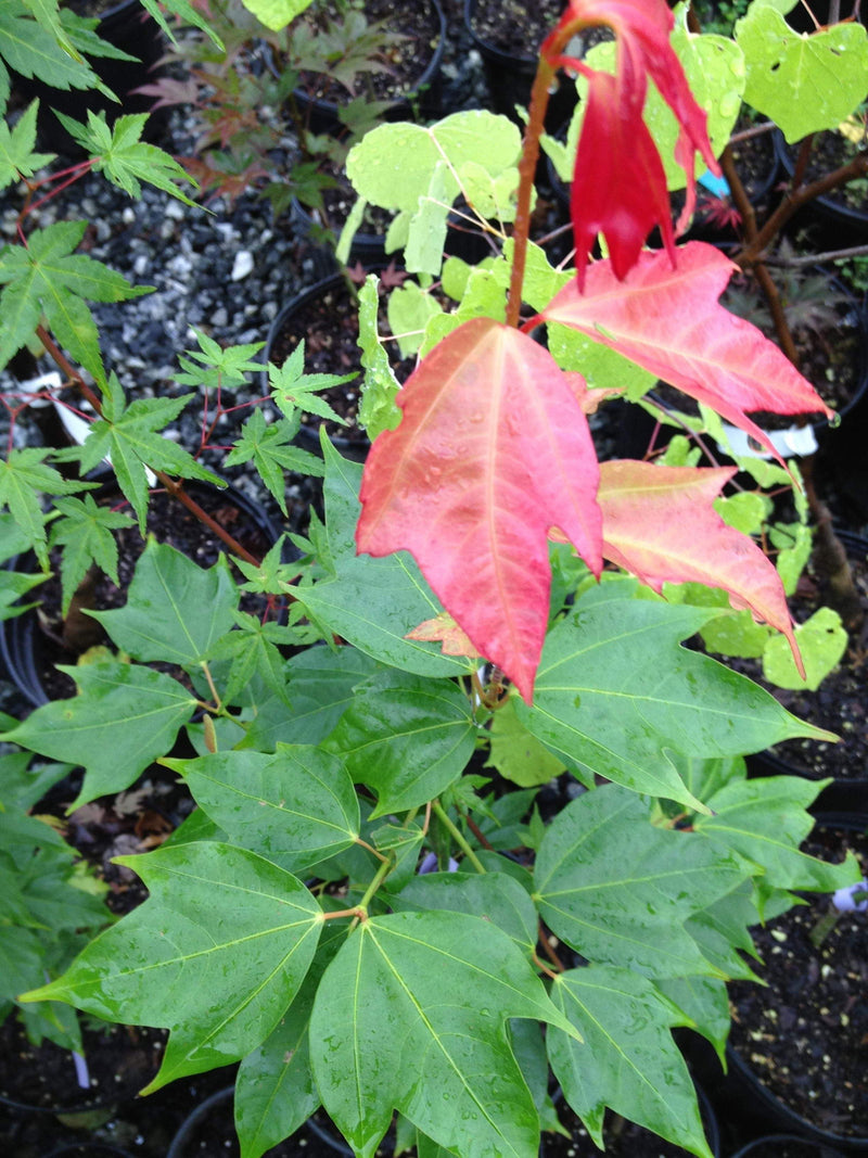 - Acer calcaratum Rare Chinese Maple - Mr Maple │ Buy Japanese Maple Trees