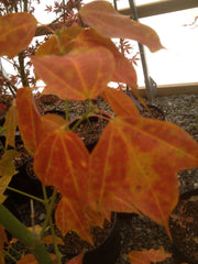 - Acer calcaratum Rare Chinese Maple - Mr Maple │ Buy Japanese Maple Trees