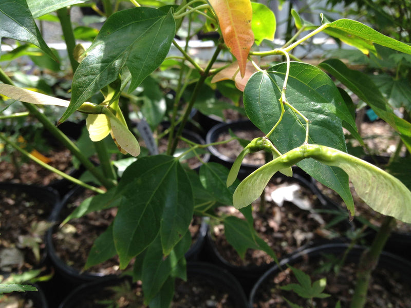 - Acer calcaratum Rare Chinese Maple - Mr Maple │ Buy Japanese Maple Trees