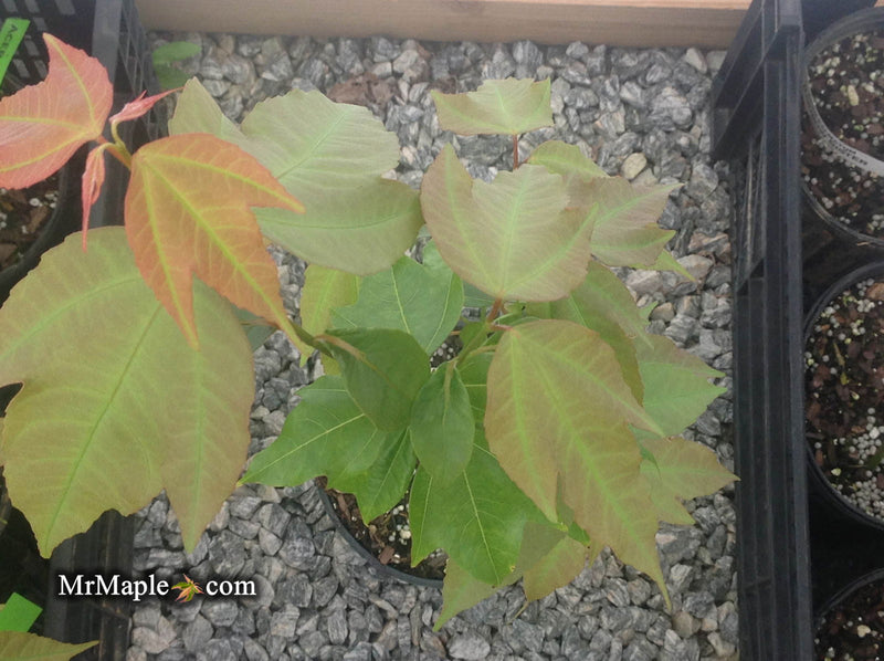 - Acer calcaratum Rare Chinese Maple - Mr Maple │ Buy Japanese Maple Trees