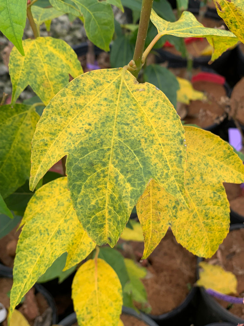 - Acer calcaratum Rare Chinese Maple - Mr Maple │ Buy Japanese Maple Trees